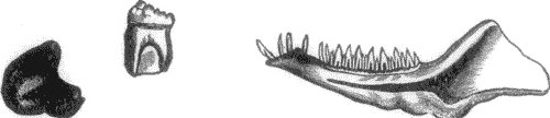 FIG. 6. DROMATHERIUM SYLVESTRE AND TEETH OF MICROLESTES ANTIQUUS.