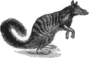 FIG. 7. MYRMECOBIUS.