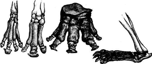 FIG. 10. FEET OF TERTIARY MAMMALS.