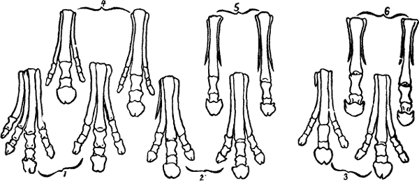 FIG. 11. DEVELOPMENT OF HORSES'S FOOT.