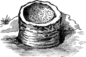 FIG. 1. CALCAREOUS CONCRETION SIMULATING A FOSSIL PALM-STEM, BOAZ ISLAND, BERMUDAS.