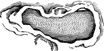 FIG. 3. CALCAREOUS CONCRETION IN AEOLIAN LIMESTONE, BERMUDAS.