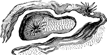 FIG. 4. CALCAREOUS CONCRETION, BERMUDAS.