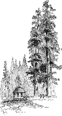 Big trees.