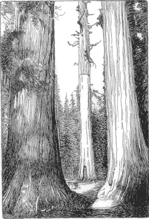 THE 'MOTHER OF THE FOREST.'