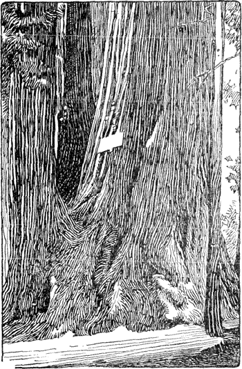REDWOOD TREE WITH TRIPLE TRUNK.