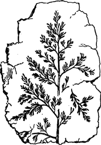 FOSSIL OF CARBONIFEROUS FERN.