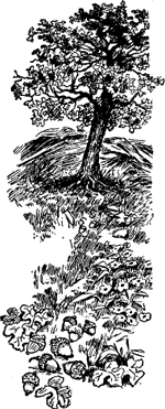 Oak tree.