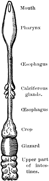 DIAGRAM OF THE ALIMENTARY CANAL OF AN EARTH-WORM.