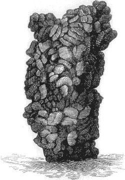 A WORM CASTING, FROM NICE.