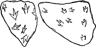 FOOTPRINTS FROM TRIASSIC SANDSTONE OF CONNECTICUT.