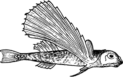 FLYING FISH.