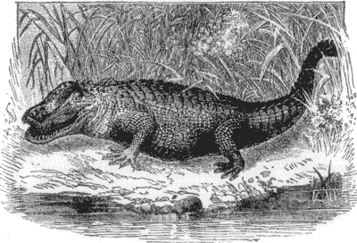 CROCODILE.