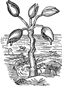 FIG. 1. THE BARNACLE TREE.