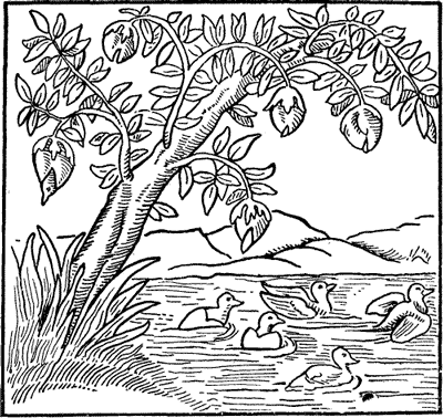 FIG. 2. BARNACLE TREE.
