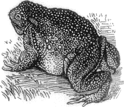 A TOAD.