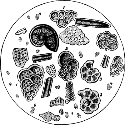MICROSCOPIC SECTION OF CHALK.