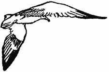 A seagull A seagull