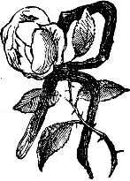 R R