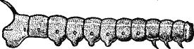 Fig. 4.--The Caterpillar of the Elephant Hawk-Moth (Chaerocampa elpenor). First stage.