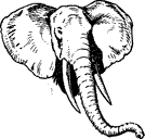 Elephant head Elephant head