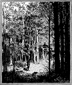 DOWN THE SUNNY GLADE A child in a sunny clearing in the woods