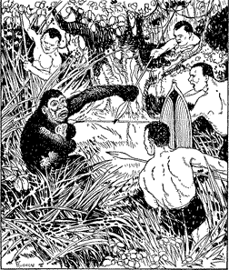 GORILLA WITH HER YOUNG A gorilla holding her baby, surrounded by men with spears