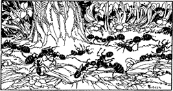BATTLE OF THE ANTS