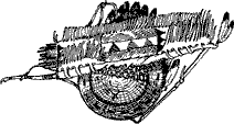 Decorative illustration Indian bow, quiver, and shield
