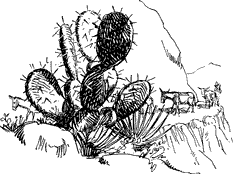 Decorative illustration A cactus